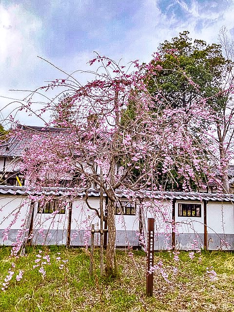 当社管理　明治薬科大学創立者「恩田重信邸」生家　枝垂れ桜が見ごろです